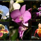 Orchideen...(reloaded)