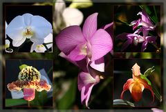 Orchideen...(reloaded)