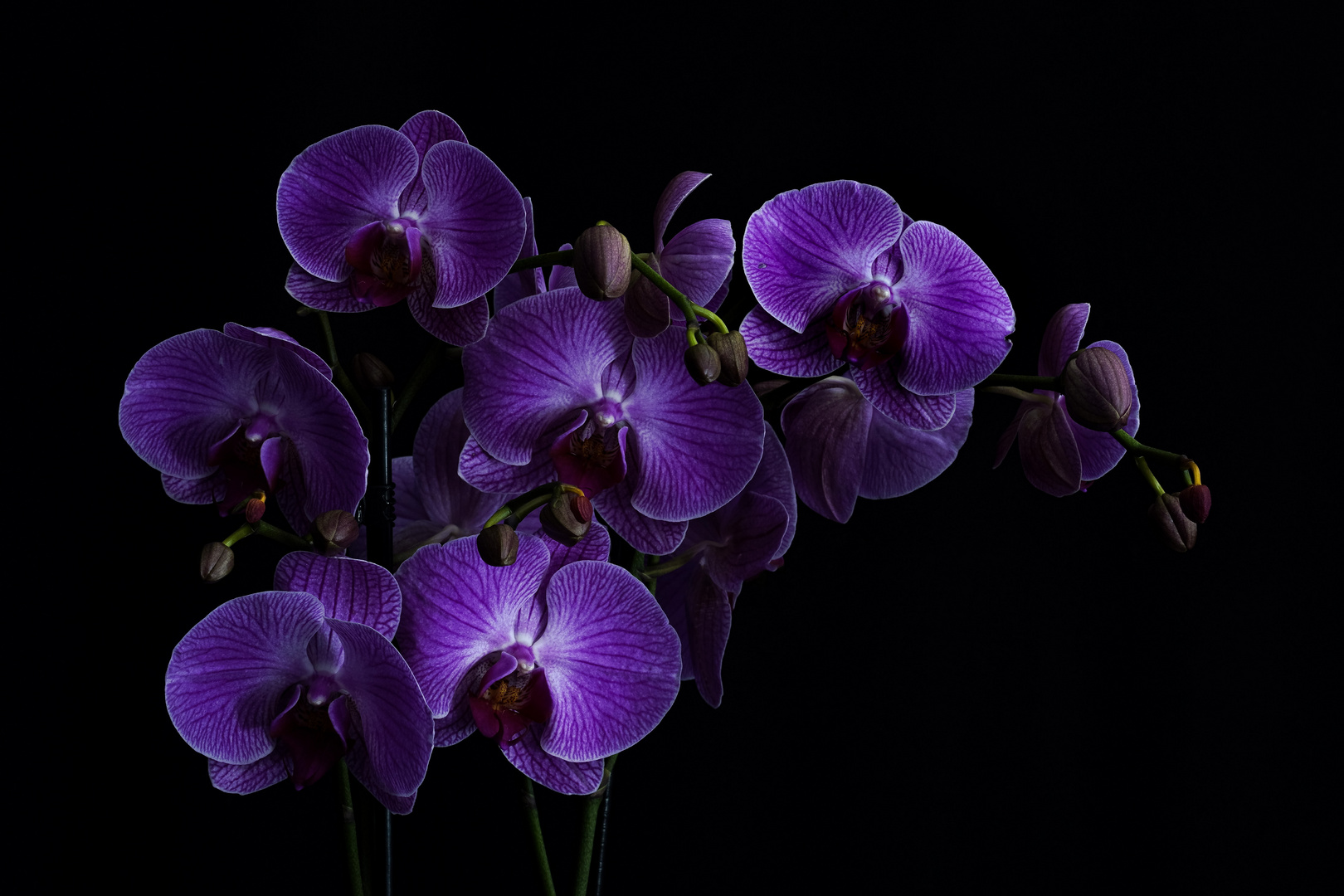Orchideenrispe #3