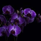 Orchideenrispe #3