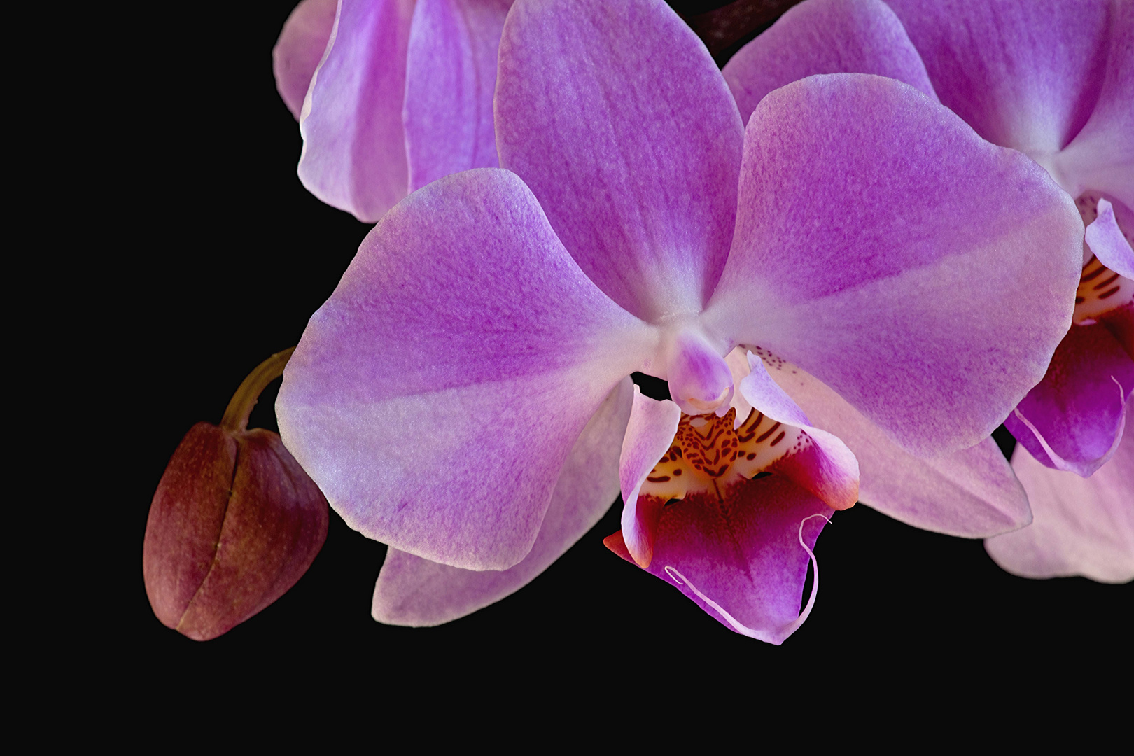 Orchideenrispe