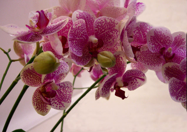 Orchideenrispe