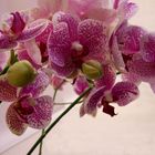 Orchideenrispe