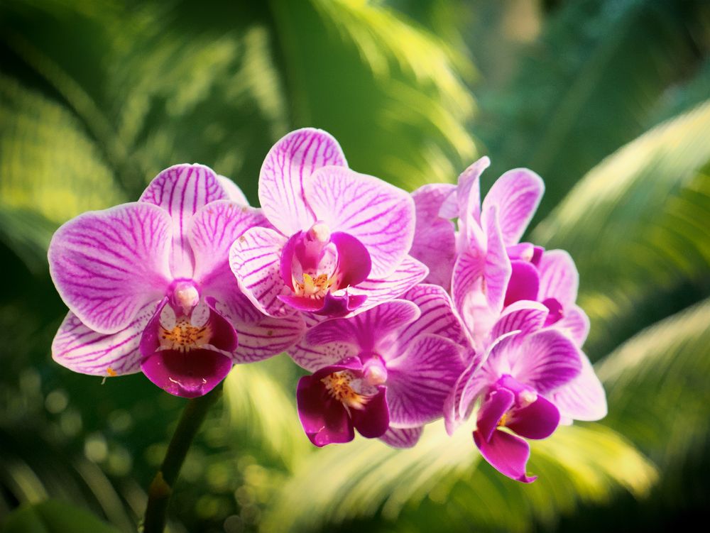 Orchideenrispe