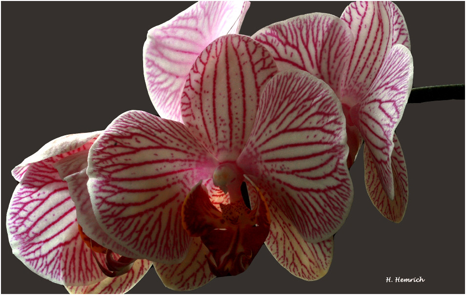 Orchideenrispe