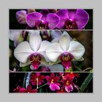 Orchideensammlung (1)