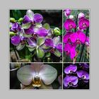 Orchideensammlung (3)