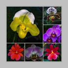Orchideensammlung (4)