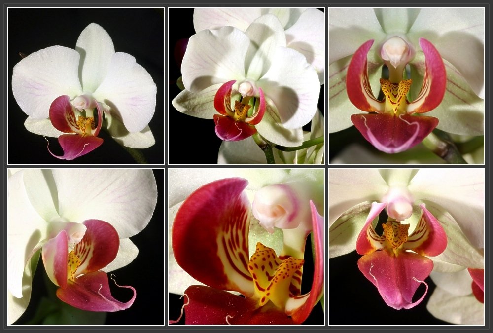 Orchideensammlung