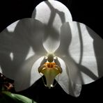 ORCHIDEENSCHATTENSPIEL