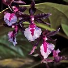 Orchideenschau 1