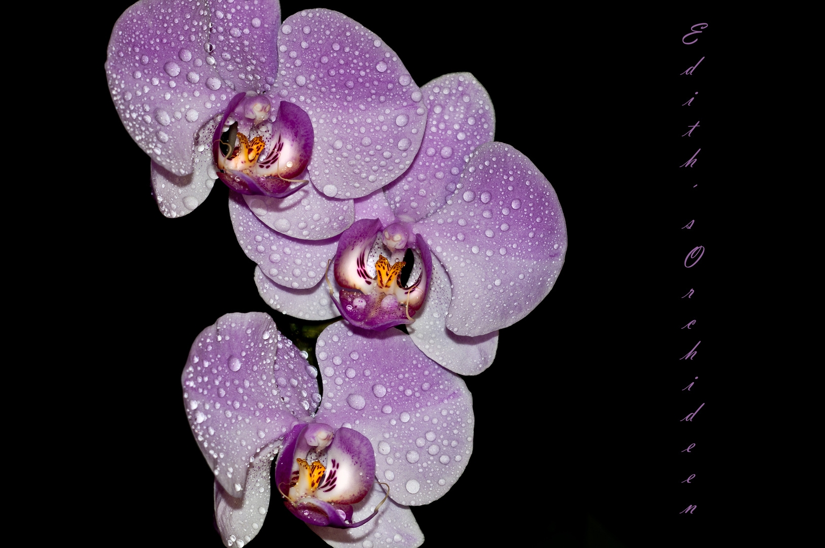 Orchideenschau 1