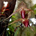 Orchideenschau 2