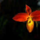 Orchideenschau 2