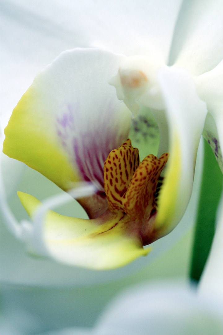 Orchideenschau 2