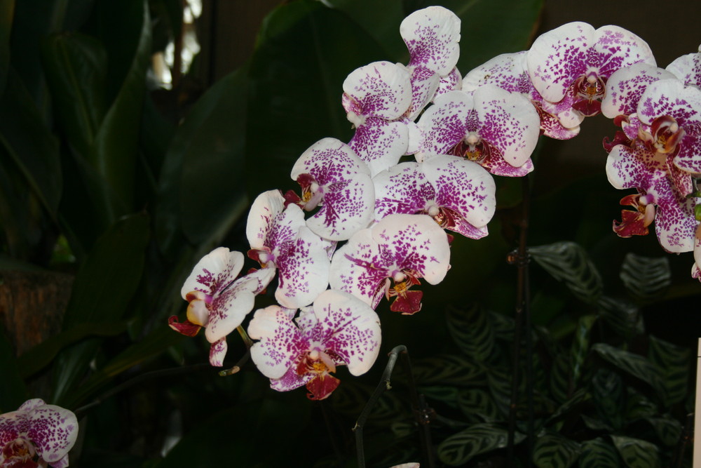 Orchideenschau 2008