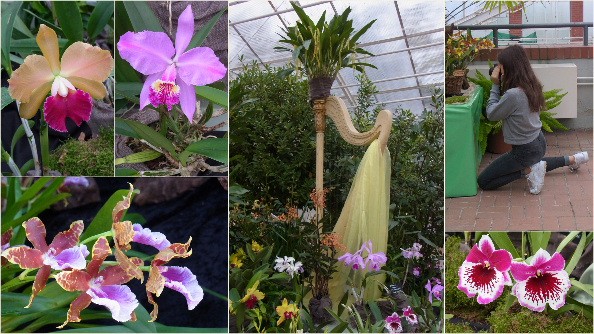 Orchideenschau 2016