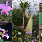 Orchideenschau 2016