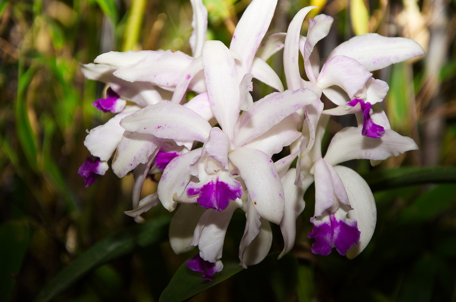 Orchideenschau