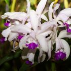 Orchideenschau