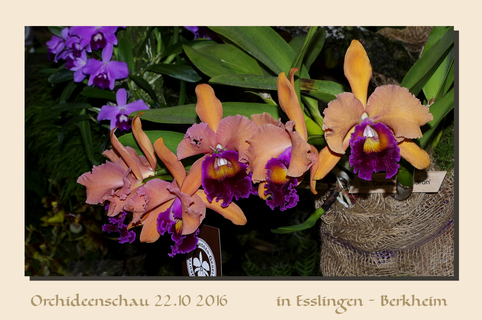 ...Orchideenschau