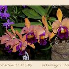 ...Orchideenschau