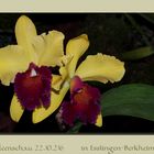 ...Orchideenschau