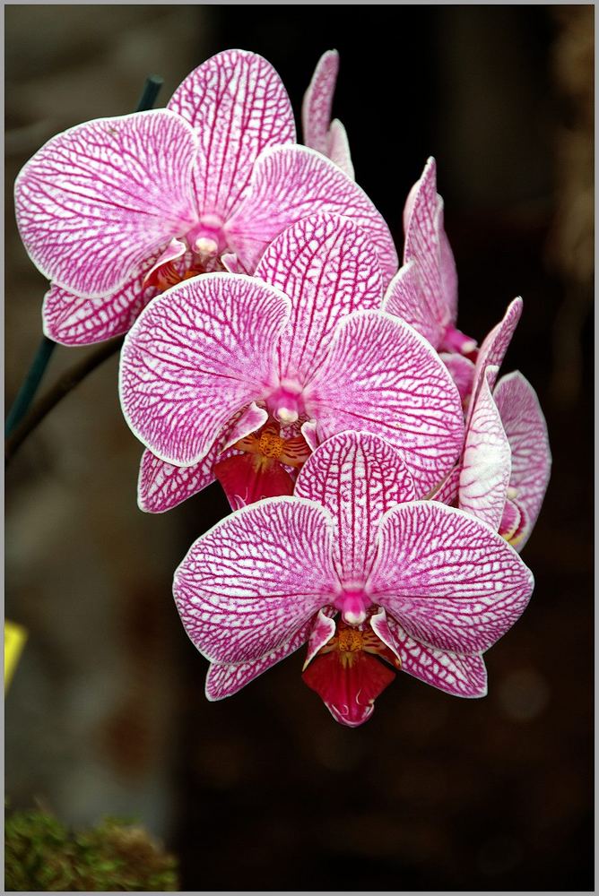 Orchideenschau