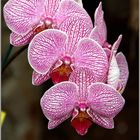 Orchideenschau