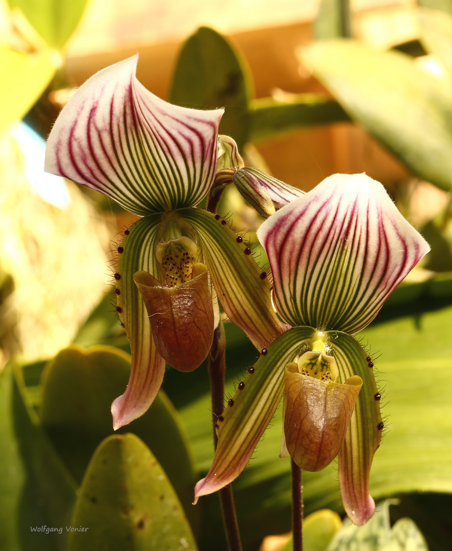 Orchideenschau auf der Mainau