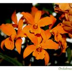 Orchideenschau II