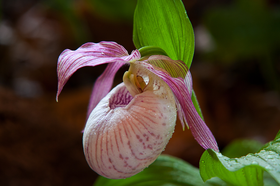 Orchideenschau in Bad Salzuflen