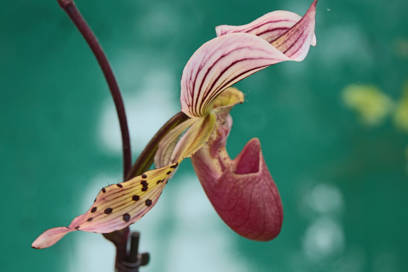 Orchideenschau in Palmgarten Frankfurt