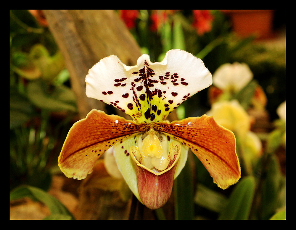 Orchideenschau Klosterneuburg /2