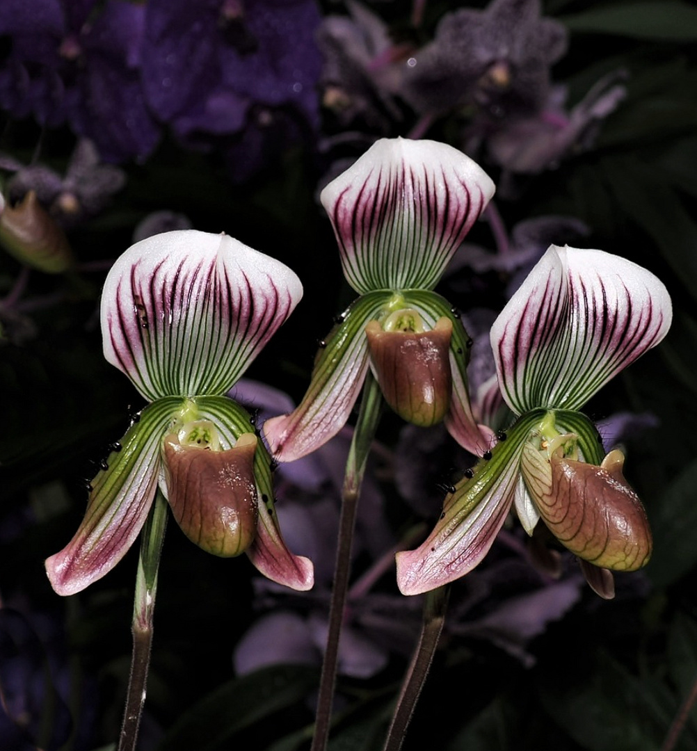 Orchideenschau Mainau