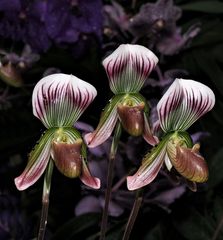 Orchideenschau Mainau