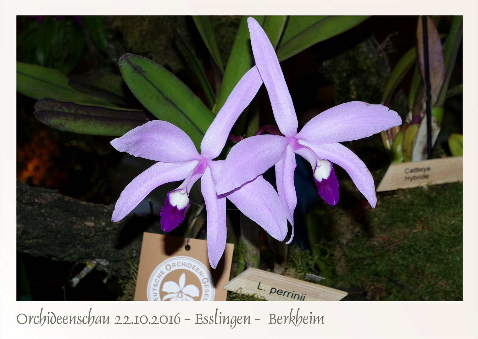 Orchideenschau...4