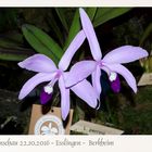 Orchideenschau...4