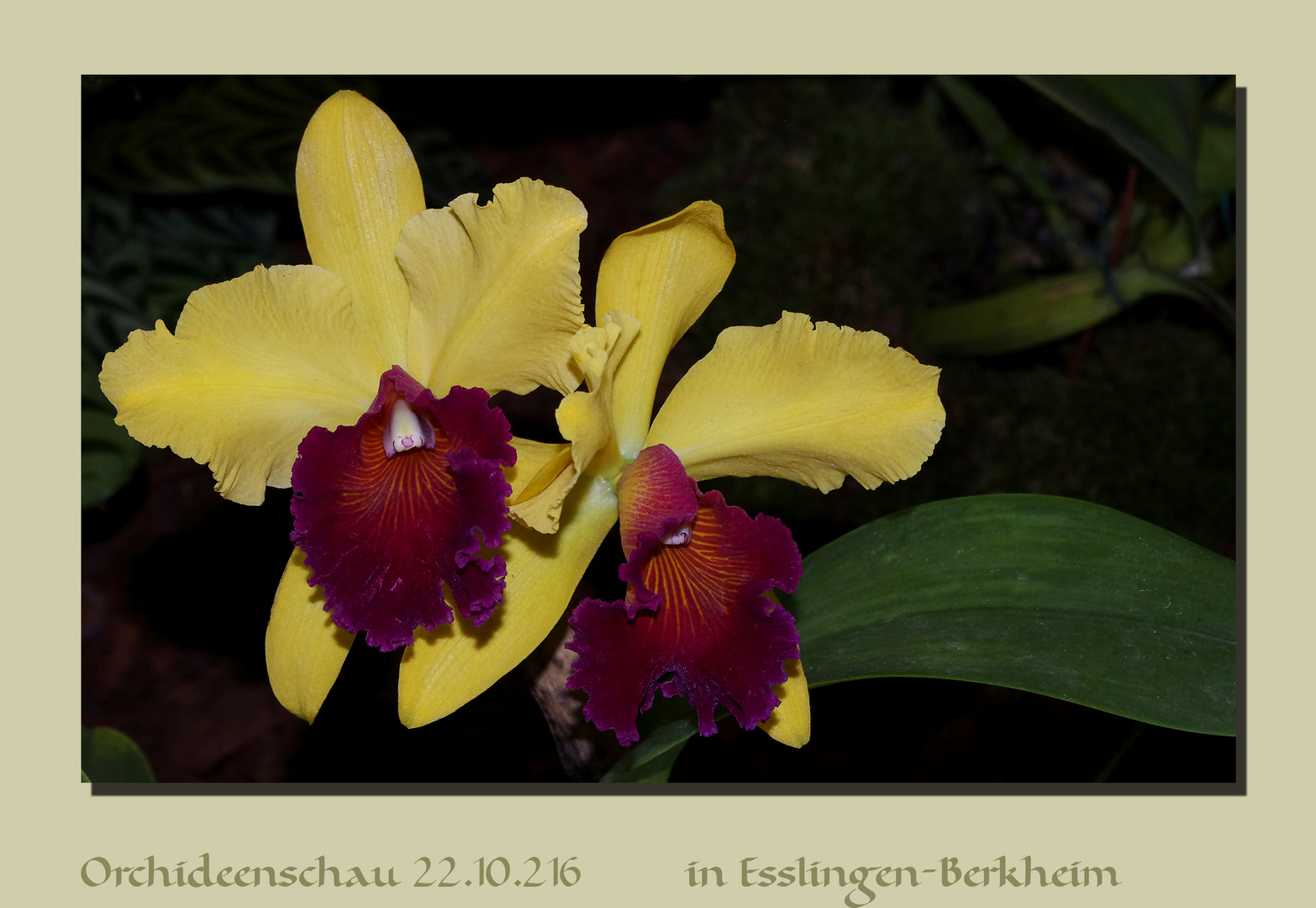 Orchideenschau...6