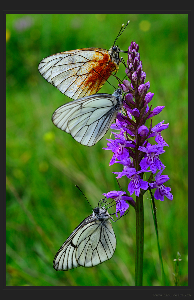 Orchideenschlafplatz