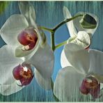 Orchideenserenade