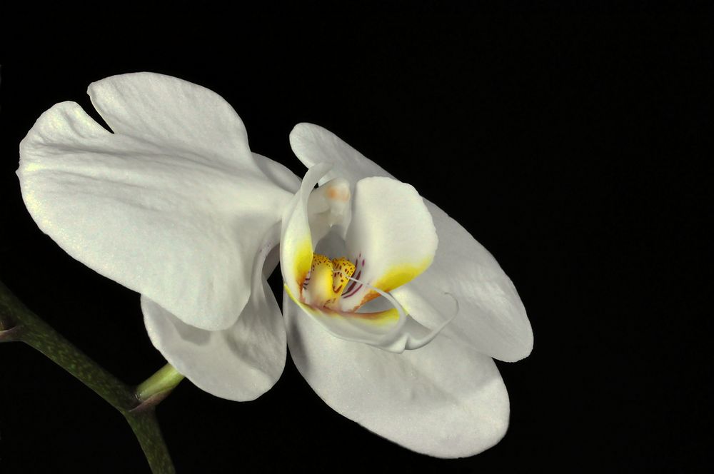 Orchideensolo I