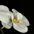 Orchideensolo I