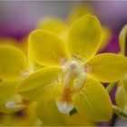 Orchideensonne