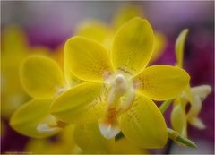 Orchideensonne