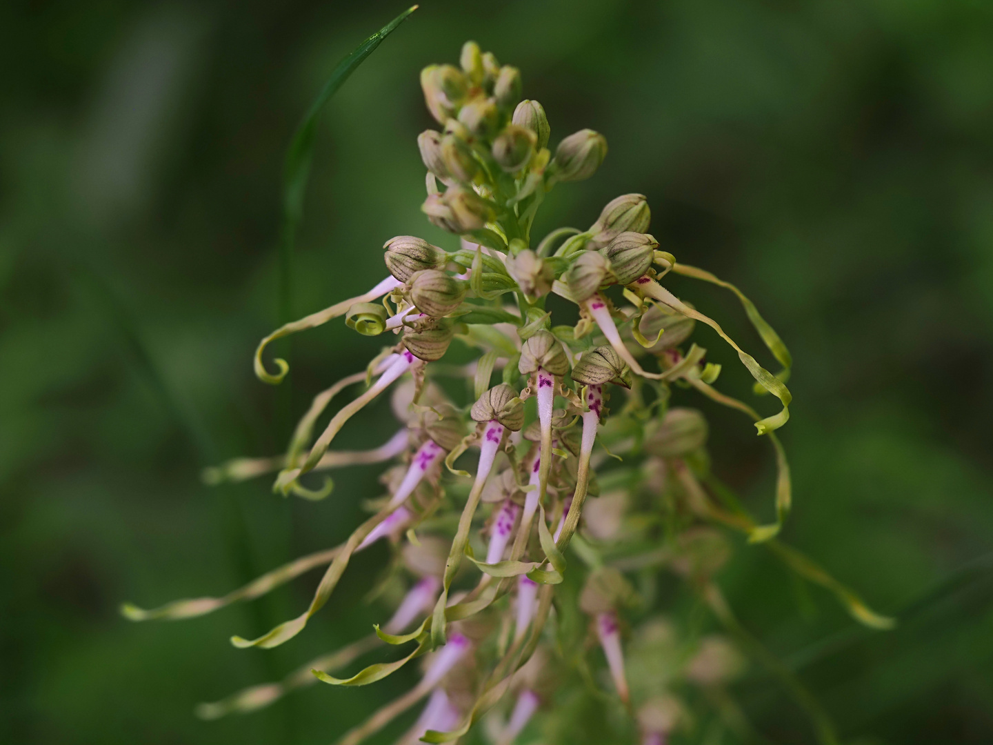 Orchideenspaziergang am Hochrhein