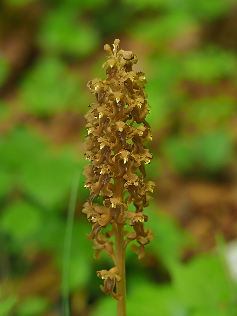 Orchideenspaziergang am Hochrhein