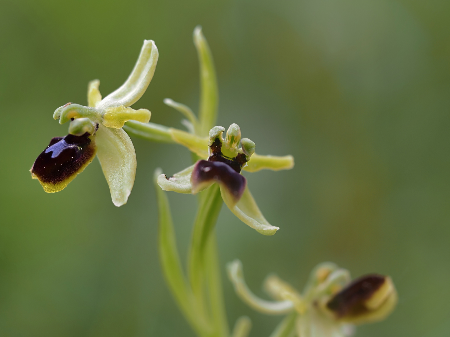 Orchideenspaziergang am Hochrhein