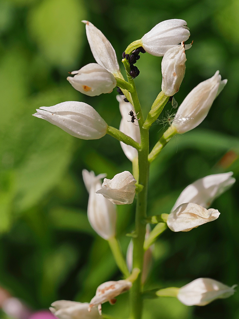 Orchideenspaziergang am Hochrhein