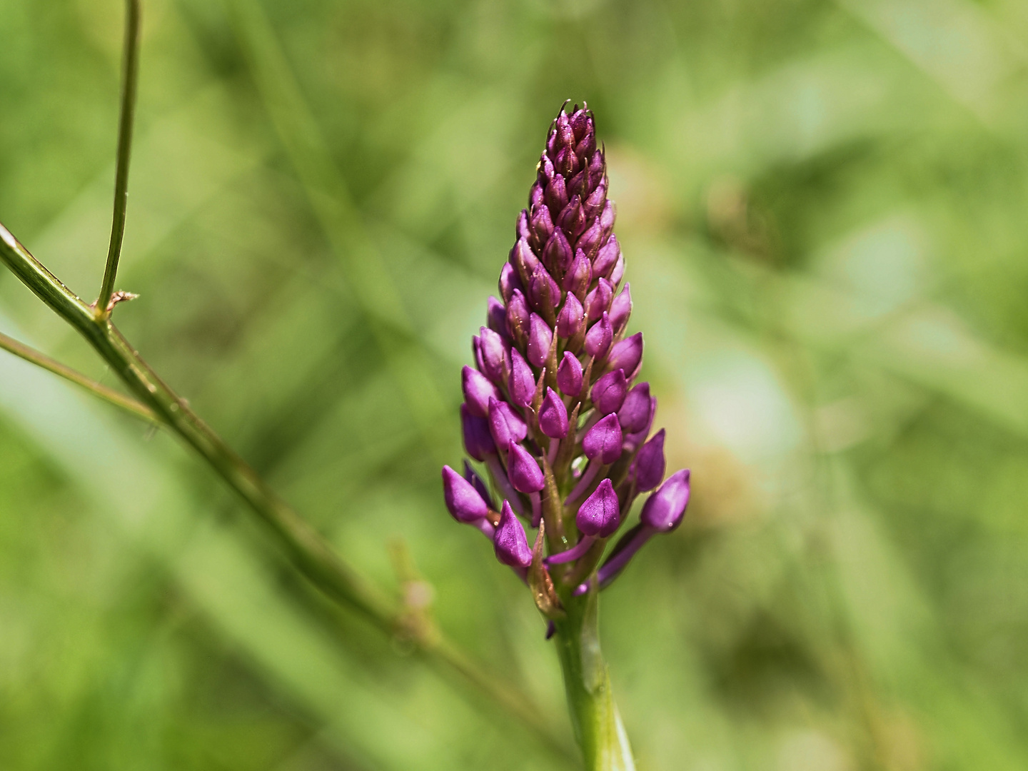 Orchideenspaziergang am Hochrhein